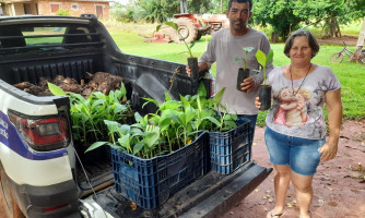 Prefeitura Municipal distribui mudas de banana in vitro para 250 famílias rurais de São José dos Quatro Marcos