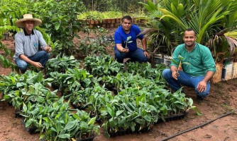 Prefeitura Municipal recebe 5000 mil mudas de banana da SEAF/MT para distribuir à Agricultura Familiar de São José dos Quatro Marcos