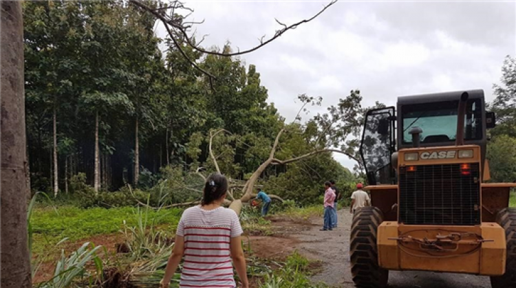 Árvores que causaram morte e acidentes são retiradas das margens da MT-339 em Quatro Marcos