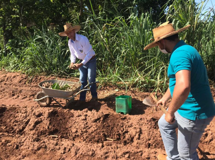 Prefeitura inicia implantação de Viveiro Clonal de mudas de Mandioca para atender Agricultura Familiar