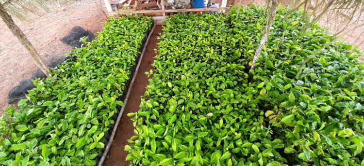 Secretaria de Agricultura realiza entrega de mudas clonais de café conillon da para implantação de Unidades de Referência Tecnológica Irrigado
