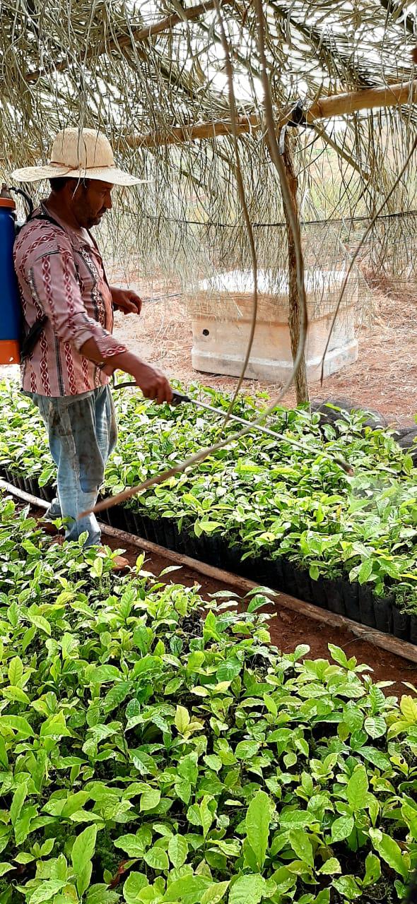 Secretaria de Agricultura realiza entrega de mudas clonais de café conillon  da para implantação de